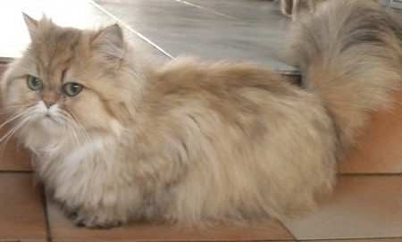 Jacinthe de la source golden